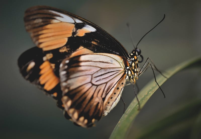Butterfly Decor